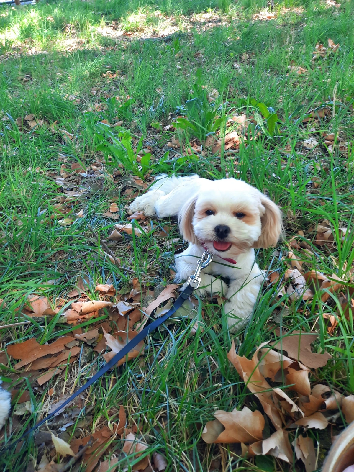 Mara, eine cremefarbene Shih-Tzu-Hündin, liegt mit offenem Maul im grünen Gras zwischen Blättern und schaut zur Kamera.