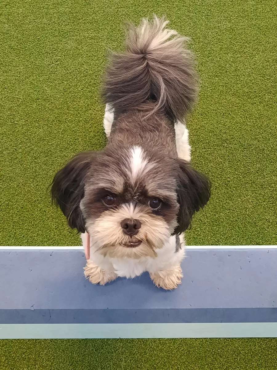 Die echte Mila, ein kleiner schwarz-weisser Shih Tzu, schaut auf grünem Boden mit neugierigen Augen in die Kamera.